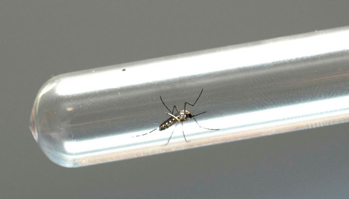 Secretaria da Saúde alerta para sintomas da dengue e importância do tratamento adequado